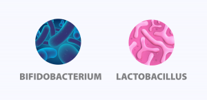 bifidobacterium lactobacillus